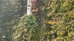 У Луцьку літня жінка пообривала виноград біля зоопарку, «бо заважає» (фотофакт)