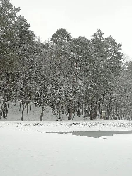 Показали казкову зиму у воротнівському лісі (фото)