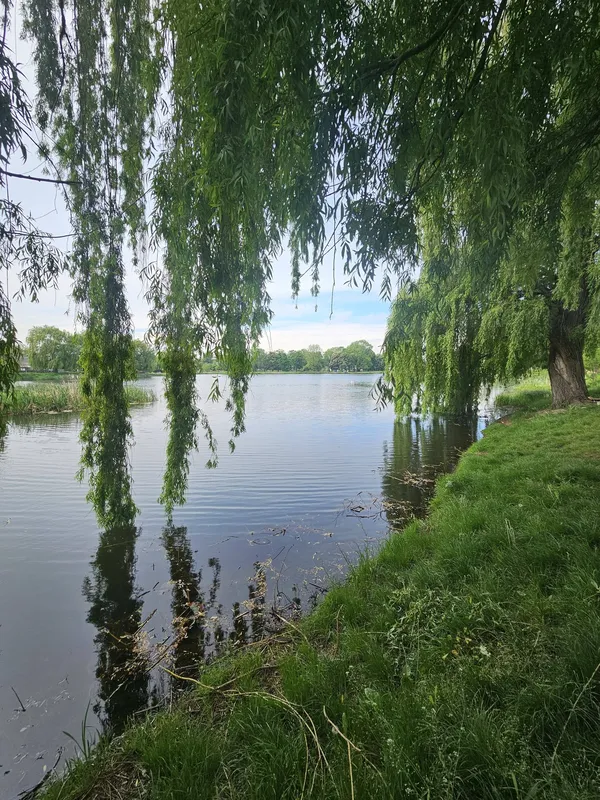На Теремнівських ставках – пухнасте поповнення (фото)
