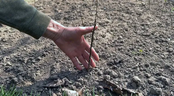 Під Луцьком 74-річний господар вирощує сотні магнолій (фото, відео)