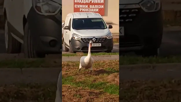 У центрі Рожища гуляв упертий лебідь (відео)