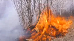 У Княгининку через спалювання трави спалахнув сад (відео)