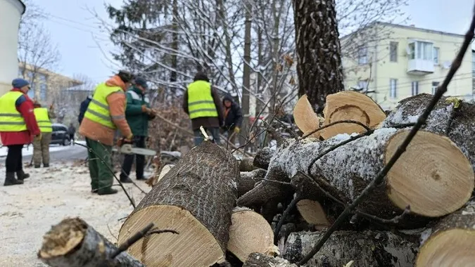 У Луцьку родини почали безплатно отримувати деревину (відео)