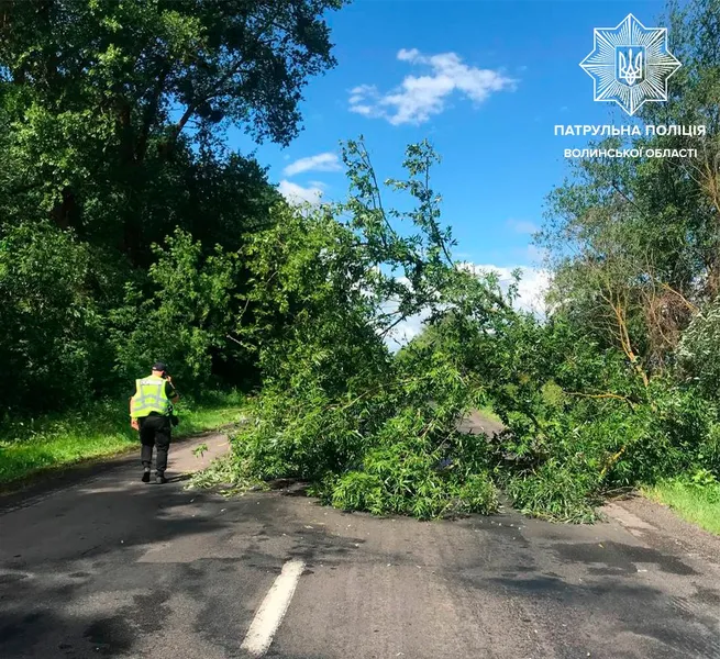 Недалеко від Луцька повалене дерево перекрило дорогу (фото)