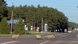У Маневичах стадо овець систематично порушує ПДР (відео)