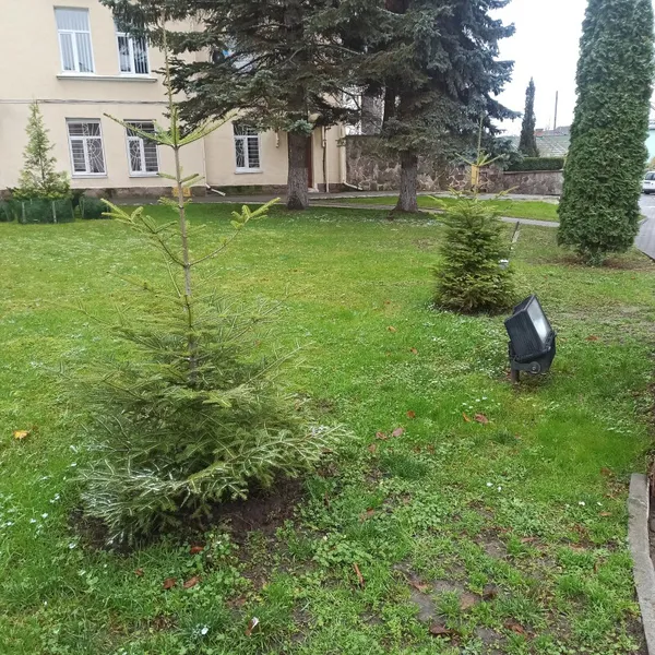 Парки, сквери, вулиці: у Луцькій громаді восени висадили 254 дерева та 285 кущів (фото)