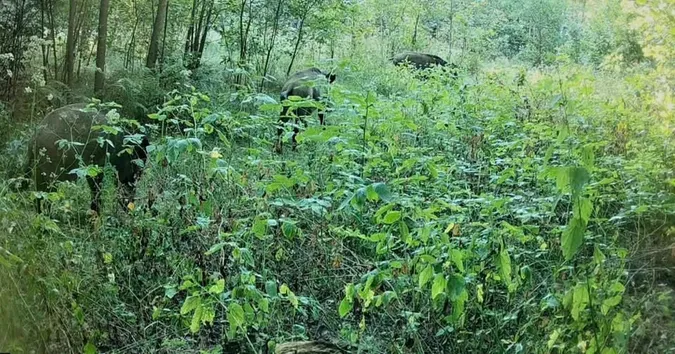 Господарюють у хащах: фотопастка у нацпарку «Пуща Радзівіла» впіймала сімейство свиней (фото)