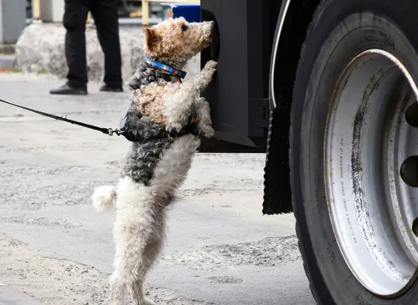Шукає зброю та вибухівку: з волинськими прикордонниками служить фокстер'єр Фоксі (фото)
