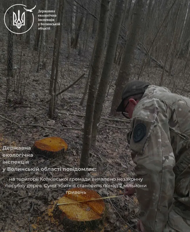 У Луцькому районі помітили масштабну рубку лісу на мільйони