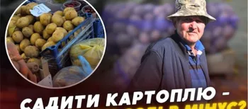 «Вродила половина»: волиняни бідкаються на врожай картоплі та пояснюють, що буде з цінами (відео)