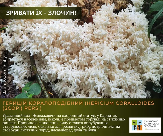 Не тільки отруйні: які гриби не можна збирати в Україні (фото)