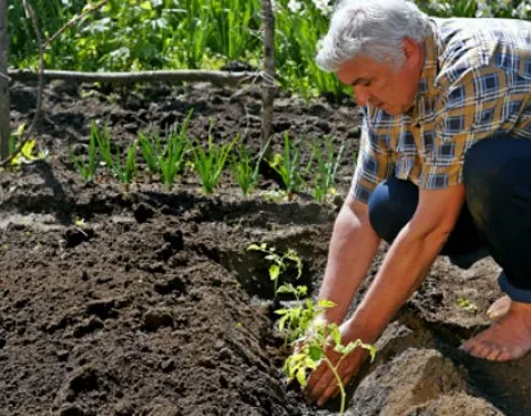 Лучан запрошують посадити спільний город