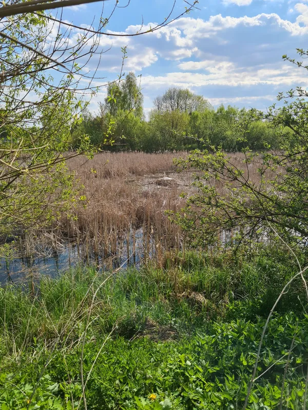 Синьо, зелено і тихо: весна на Теремнівських ставках (фото)