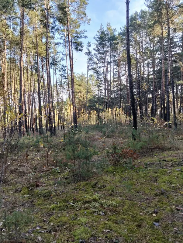 Людей більше, ніж грибів: що у листопаді знаходять в лісі на Волині (фото)