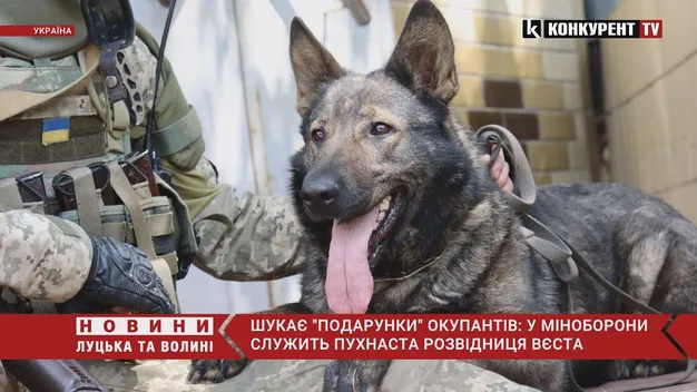 Шукає небезпечні об’єкти, що залишили рашисти: розвідка показала собаку-розвідницю Вєсту (відео)