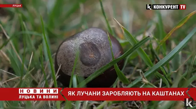 Як лучани заробляють на каштанах (відео)