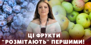 Сезон садовини у розпалі: які ціни на яблука, груші та сливи на луцьких ринках (відео)