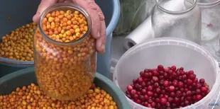 Журавлина – до капусти, обліпиха – до чаю: скільки коштують осінні ягоди на ринку в Луцьку (відео)