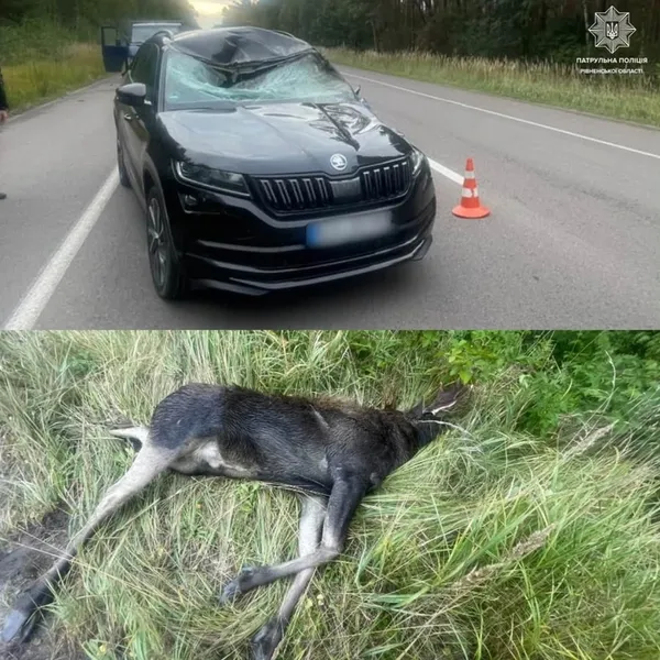 На ковельській трасі збили двох лосів: одна тварина загинула (фото)