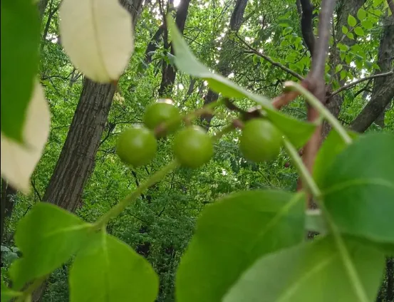 В нацпарку на Волині знайшли нові види рослин (фото)