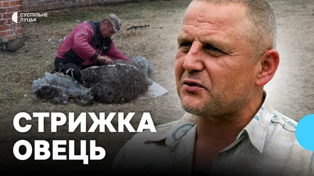 Від двох пар овець до великої отари: як господар з Волині розвиває вівчарство (фото, відео)