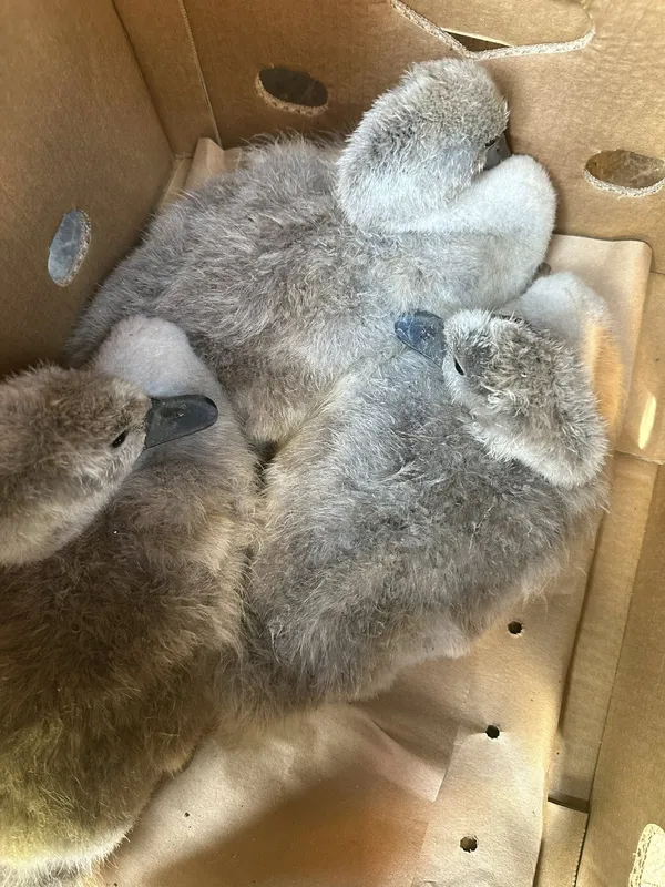 Мімішне поповнення: до Луцького зоопарку діти принесли лебедят (фото)