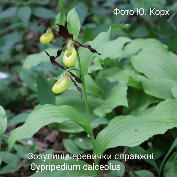 У лісі на Волині зацвіли рідкісні «черевички Афродіти» (фото)