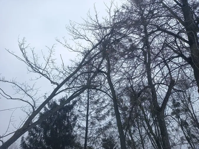 Небезпечне дерево у Центральному парку може впасти на людей (фото)
