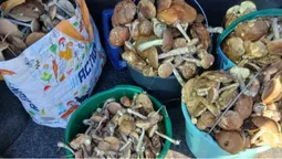 У Луцькому районі збирають повні відра грибів: локація (фото)