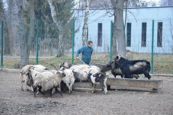 Як «Луцький зоопарк» готується до зими (фото)