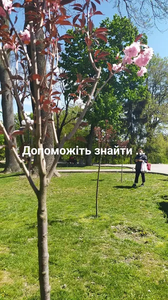 У Луцьку в сквері покрали дерева (фото, оновлено)
