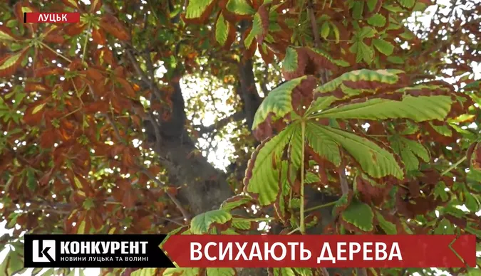 У Луцьку хочуть зрізати усю алею ялин на Меморіалі Вічної Слави (відео)
