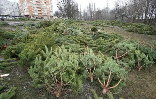 Який штраф загрожує волинянам за незаконну вирубку й продаж ялинок