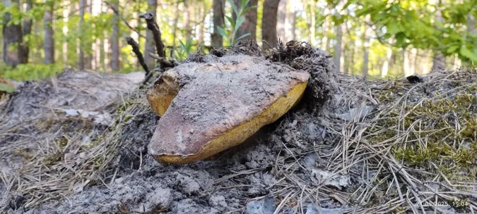 Розміром з голову: на Волині знайшли гігантські боровики (фото)