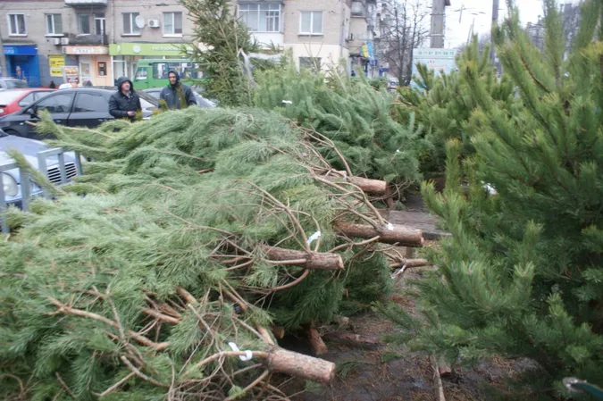 У луцькому ЦНАПі пояснили, як отримати дозвіл на продаж ялинок