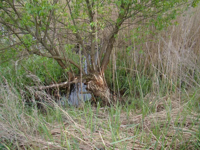 У нацпарку на Волині порахували хатинки бобрів