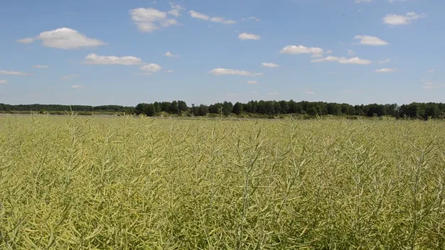 День народження, гроші в піску та оркестр у лісі: на Волині День поля (фото, відео)