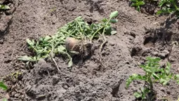 Вже вшосте за рік: на Волині дикі кабани масово нищать городину селян (фото)