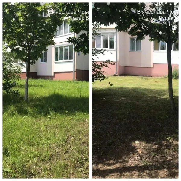 Не вище 15 сантиметрів: лучан змусили скосити траву (фото)