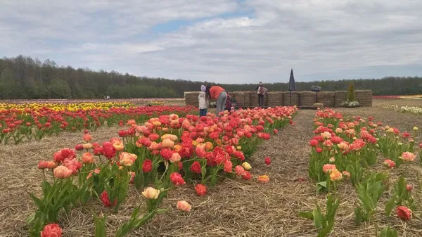 Під Луцьком стартував фестиваль тюльпанів «Волинська Голландія» (фото, відео)