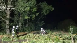 Негода повалила дерево на дорогу в Луцькому районі