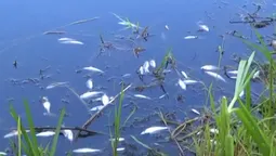 У Сапалаївці масово гине риба 