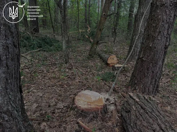 На Ковельщині знайшли масштабну незаконну рубку лісу (фото)