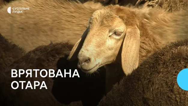 Вівчар пригнав з Донеччини на Волинь 400 овець (фото, відео)