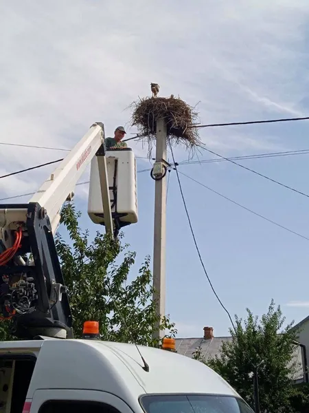 Поруч із Луцьком електрик звільнив лелек від мотузок (фото, відео)