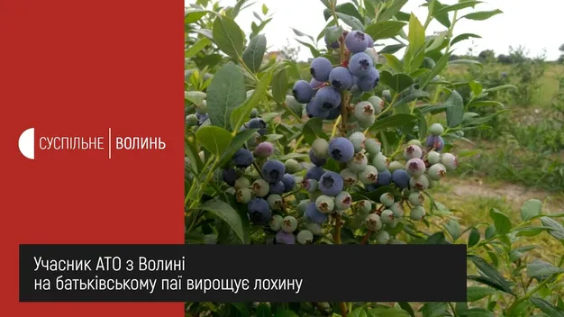 Як учасник АТО на Волині два роки вирощує лохину (відео)