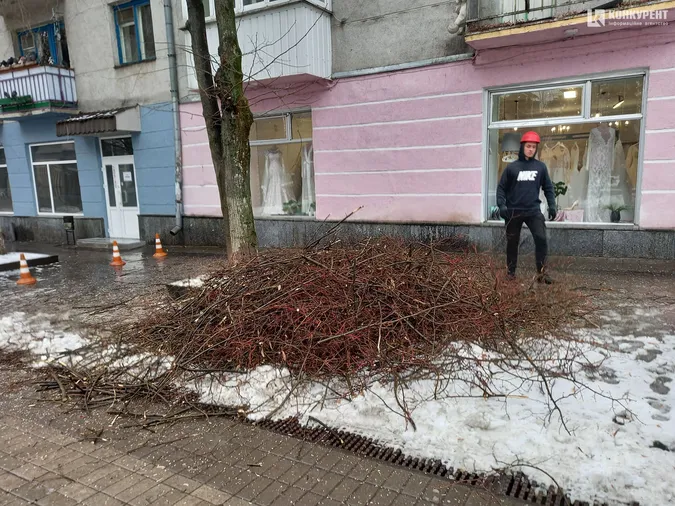 У Луцьку тестують «правильне» кронування дерев (фото)