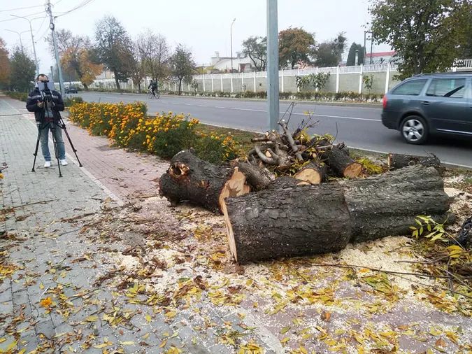 На Ківерцівській у Луцьку порізали дерева і знищили чорнобривці Василя Рижука (деталі)