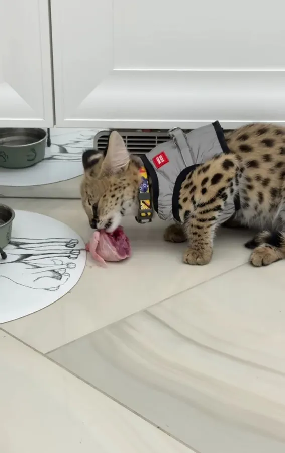 😼 Луцька блогерка показала свою хижу кицьку (відео)