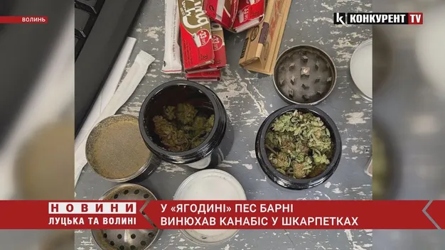 У «Ягодині» пес Барні винюхав канабіс у шкарпетках (фото, відео)